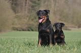 BEAUCERON - ADULTS and PUPPIES 067